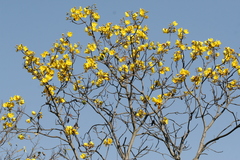 Cochlospermum religiosum